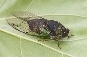 Cicada Prints: Closeup view of the Green Annual Cicada