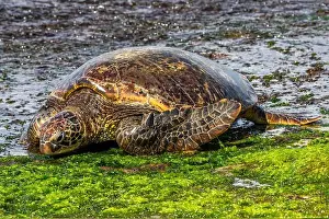 Big Black Prints: Closeup view of Green sea turtle (chelonia mydas)