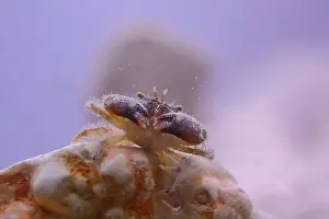 Underwater Scene Prints: Closeup front view of Stone Crab on coral in sea water