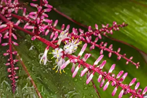 Green Leaf Prints: closeup white flower on green leaves, Cordyline fruticosa