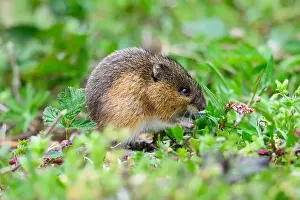 Washington State Prints: Closeup of wild Pacific jumping mouse Zapus trinotatus in natural environment in King County Washington