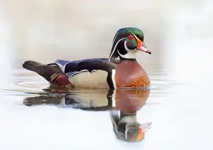 Wood Duck Prints: Closeup of a Wood duck male reflection swimming on Mud lake in Ottawa, Canada