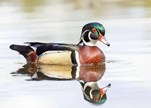 Wood Duck Prints: Closeup of a Wood duck male reflection swimming on Mud lake in Ottawa, Canada