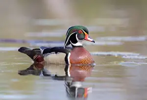 Wood Duck Prints: Closeup of a Wood duck male reflection swimming on Mud lake in Ottawa, Canada