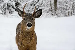 Whitetail Prints: A closeup of a young buck in the snow