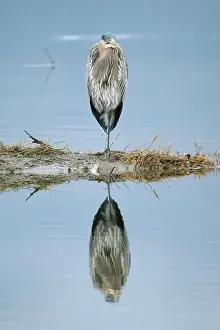 Great Blue Heron Prints: A closeup of a young Great Blue Heron perched at Cowichan Estuary