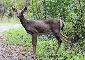 Virginia Deer Prints: Closeup of a young male White-tailed Deer looking at the camera in a woodland clearing
