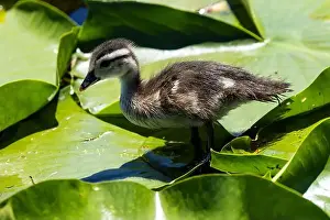 Ponds Prints: Closeup of a young Wood Duck perching on lily pads in Quebec marsh