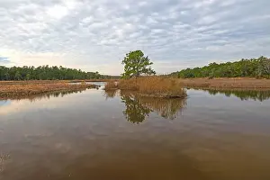 South Carolina Prints: Cloud Reflections in Wildlife Refuge Pond in the Santee Coastal reserve in South Carolina