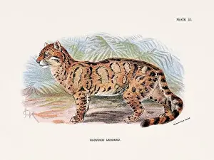 Serval Prints: Clouded Leopard. Vintage illustration of a wild cat from a 19th-century natural history book detailing feline species