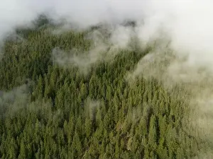 Clouds drift across the rugged, forested landscape in North Cascades National Park. This mountainous region of Washington is heavily forested
