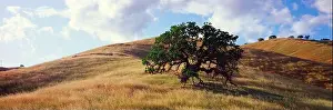 Oak Tree Prints: Clouds over lone oak tree growing on grassy hill, California, USA