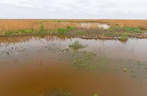 Gulf Coast Prints: Cloudy Day in a Texas Wildlife Wetland in the Anahuac National Wildlife Refuge in Texas