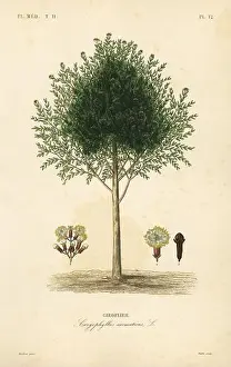 Botanical Illustration Prints: Clove tree, Syzygium aromaticum