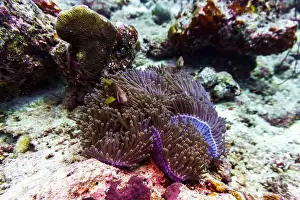 Anemone Prints: Clown Anemonefish (Amphiprion percula) and sea anemone in the coral reef of Maldives island