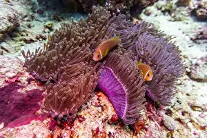 Anemone Prints: Clown Anemonefish (Amphiprion percula) and sea anemone in the coral reef of Maldives island