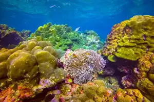 Tentacle Prints: Clown fish Amphiprion ocellaris swim black fish in polyps poisonous dangerous anemones in symbiotic neighborhood