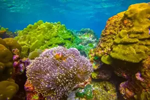 Anemone Prints: Clown fish Amphiprion ocellaris swim black fish in polyps poisonous dangerous anemones in symbiotic neighborhood