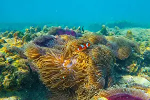 Indo Prints: Three Clown fish Amphiprion ocellaris swim fish in polyps poisonous dangerous anemones in symbiotic neighborhood