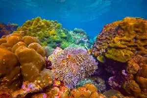 Indo Prints: Clown fish Amphiprion ocellaris swim fish in polyps poisonous dangerous anemones in symbiotic neighborhood