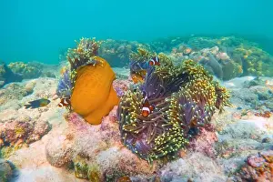 Indo Prints: Clown fish Amphiprion ocellaris swim fish in polyps poisonous dangerous anemones in symbiotic neighborhood