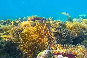 Indo Prints: Clown fish Amphiprion ocellaris swim fish in polyps poisonous dangerous anemones in symbiotic neighborhood