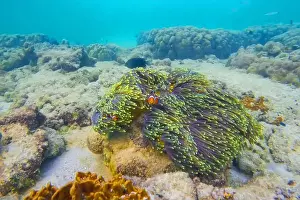 Tentacle Prints: Clown fish Amphiprion ocellaris swim fish in polyps poisonous dangerous anemones in symbiotic neighborhood