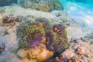 Anemone Prints: Three Clown fish Amphiprion ocellaris swim fish in polyps poisonous dangerous anemones in symbiotic neighborhood