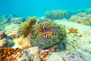 Anemone Prints: Three Clown fish Amphiprion ocellaris swim fish in polyps poisonous dangerous anemones in symbiotic neighborhood