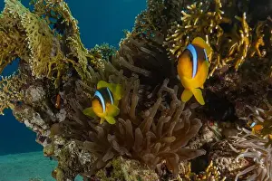 Clown-fish anemonefish in the Red Sea Colorful and beautiful, Eilat Israel