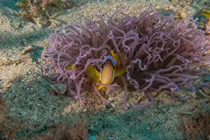 Clown-fish anemonefish in the Red Sea Colorful and beautiful, Eilat Israel