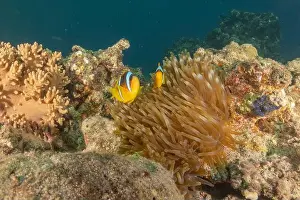 Clown Fish Prints: Clown-fish anemonefish in the Red Sea Colorful and beautiful, Eilat Israel