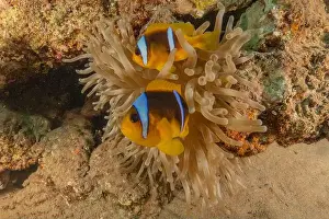 Clown Fish Prints: Clown-fish anemonefish in the Red Sea Colorful and beautiful, Eilat Israel