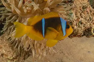 Clown-fish anemonefish in the Red Sea Colorful and beautiful, Eilat Israel
