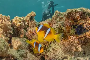 Clown Fish Prints: Clown-fish anemonefish in the Red Sea Colorful and beautiful, Eilat Israel