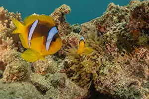 Clown Fish Prints: Clown-fish anemonefish in the Red Sea Colorful and beautiful, Eilat Israel