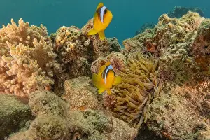 Clown Fish Prints: Clown-fish anemonefish in the Red Sea Colorful and beautiful, Eilat Israel