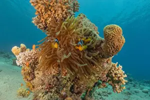 Clown Fish Prints: Clown-fish anemonefish in the Red Sea Colorful and beautiful, Eilat Israel