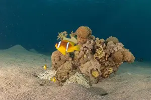 Clown Fish Prints: Clown-fish anemonefish in the Red Sea Colorful and beautiful, Eilat Israel