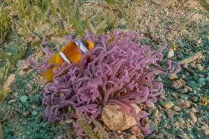 Clown Fish Prints: Clown-fish anemonefish in the Red Sea Colorful and beautiful, Eilat Israel