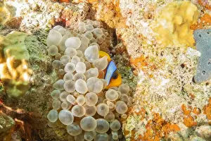 Clown Fish Prints: Clown-fish anemonefish in the Red Sea Colorful and beautiful, Eilat Israel