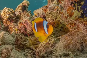 Clown Fish Prints: Clown-fish anemonefish in the Red Sea Colorful and beautiful, Eilat Israel