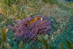 Clown Fish Prints: Clown-fish anemonefish in the Red Sea Colorful and beautiful, Eilat Israel