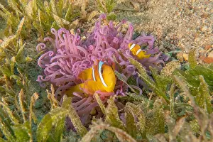 Clown-fish anemonefish in the Red Sea Colorful and beautiful, Eilat Israel