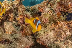 Clown Fish Prints: Clown-fish anemonefish in the Red Sea Colorful and beautiful, Eilat Israel