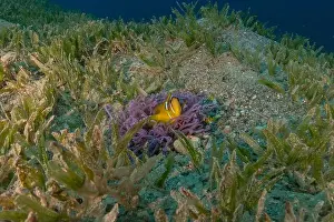 Clown Fish Prints: Clown-fish anemonefish in the Red Sea Colorful and beautiful, Eilat Israel