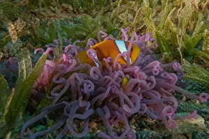 Clown Fish Prints: Clown-fish anemonefish in the Red Sea Colorful and beautiful, Eilat Israel