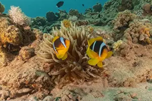 Clown Fish Prints: Clown-fish anemonefish in the Red Sea Colorful and beautiful, Eilat Israel