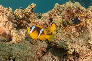 Clown Fish Prints: Clown-fish anemonefish in the Red Sea Colorful and beautiful, Eilat Israel