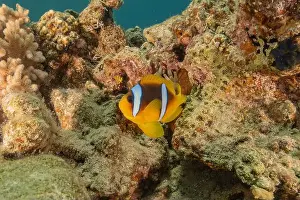 Clown Fish Prints: Clown-fish anemonefish in the Red Sea Colorful and beautiful, Eilat Israel